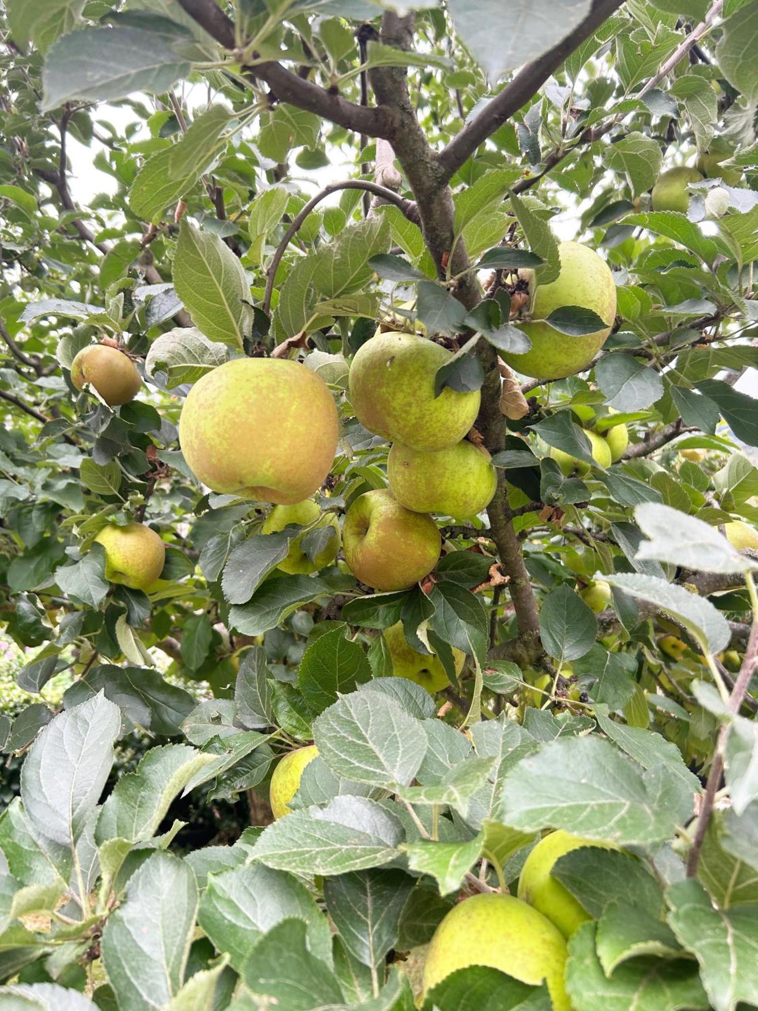 Posada San Pelayo Camaleño Zewnętrze zdjęcie